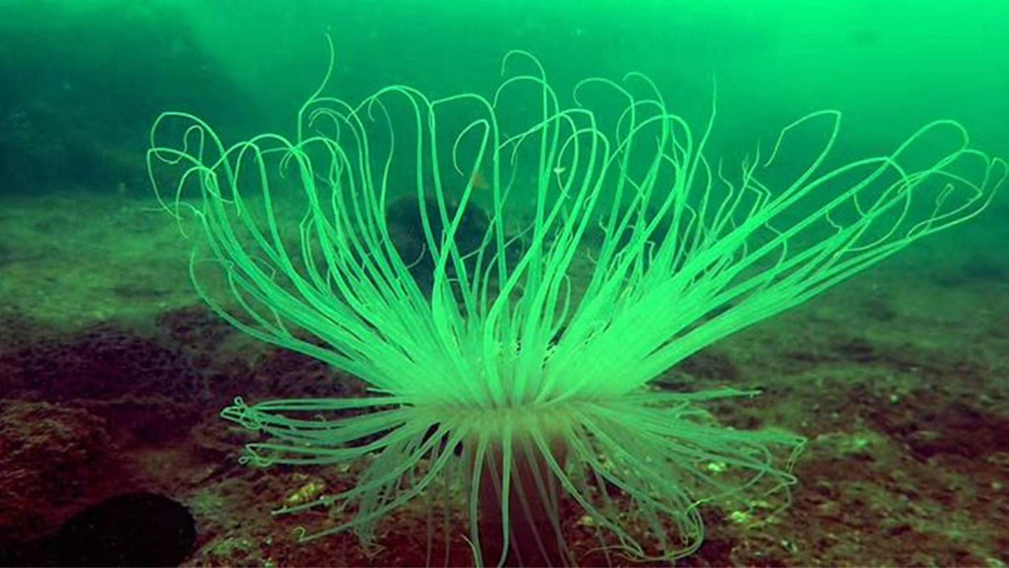 1 Pcs Handmade Seabed Landscape R4 Keycap Resin Artisan Backlit Switch SA Profile for Cherry MX RGB Gaming Mechanical Keyboard DIY Replace (multicolor)